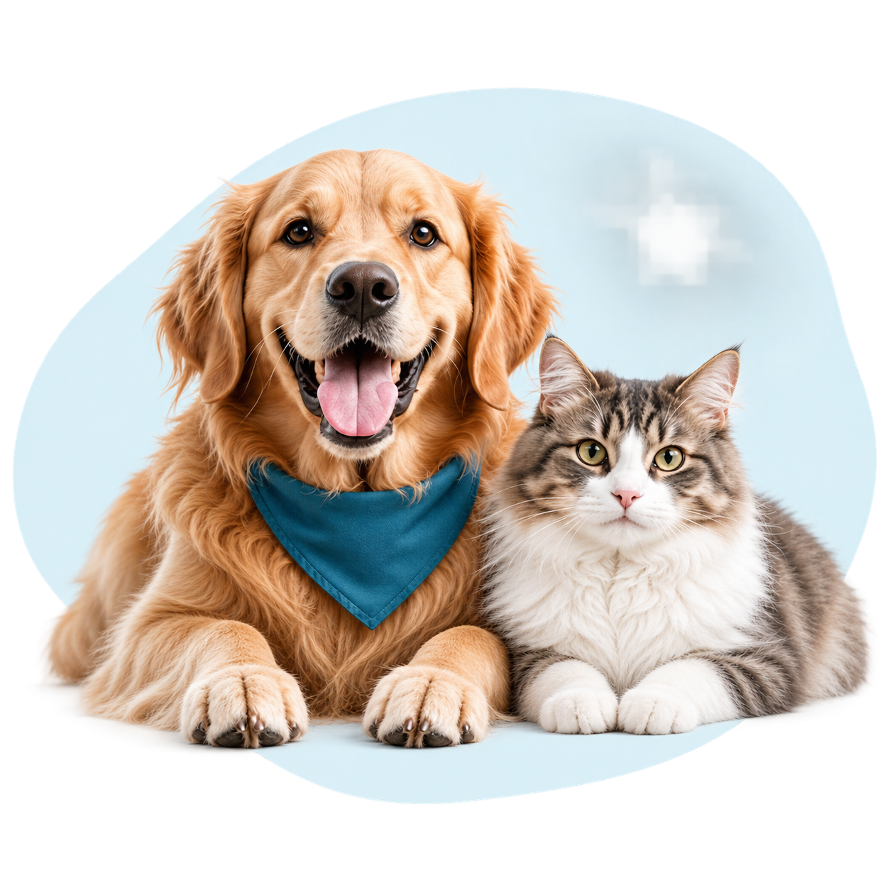 Dog and cat waiting for delivery
