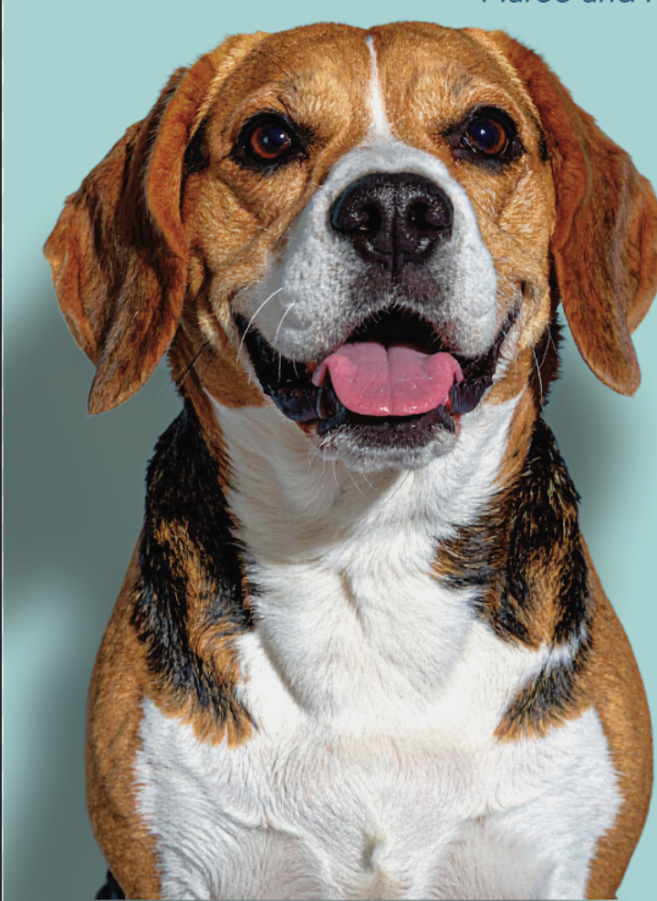 dog