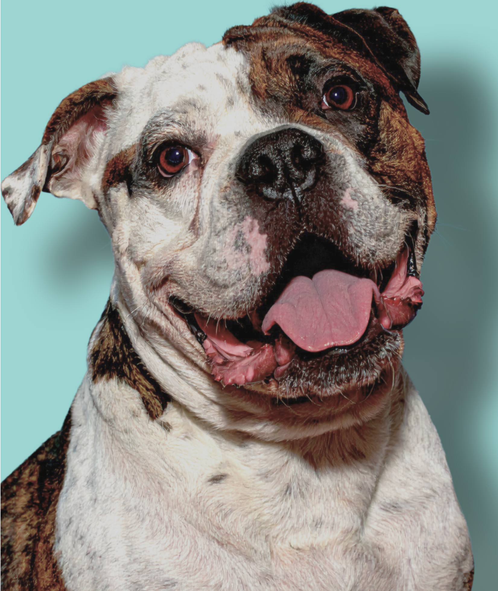 dog